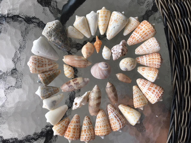 Marys shells